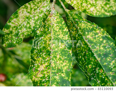 Defected leaves of euonymus on a branch against foliage 83110093