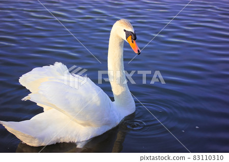 Portrait of a graceful white swan swimming on a blue lake. A beautiful white bird, Latin name Cygnus olor, drinking water from a river, lake, pond. A duck family. White wings, magnificent plumage.  83110310