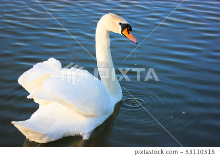 Portrait of a graceful white swan swimming on a blue lake. A beautiful white bird, Latin name Cygnus olor, drinking water from a river, lake, pond. A duck family. White wings, magnificent plumage.  83110318