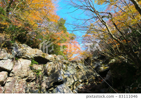 Dosuncheon Valley, Valley, Hallasan, Seogwipo, Mountain, Maple, Fallen Leaves, Maple Tree, Lava 83111046