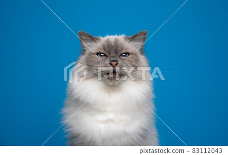 fluffy blue eyed birman cat funny face portrait meowing on blue background fluffy blue eyed birman cat funny face portrait meowing on blue background 83112043