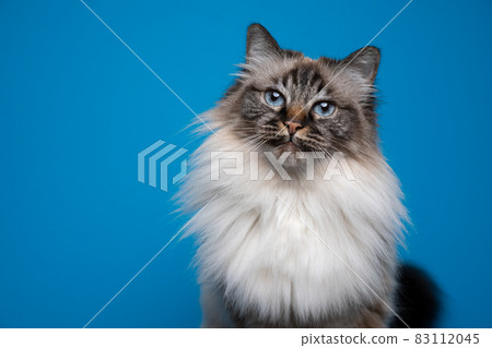 beautiful blue eyed fluffy birman cat tone on tone portrait beautiful blue eyed fluffy birman cat tone on tone portrait 83112045