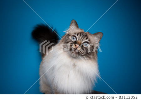 beautiful birman cat head tilt portrait on blue background beautiful birman cat head tilt portrait on blue background 83112052