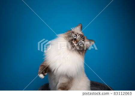 playful birman cat rearing up on blue background looking at camera curiously playful birman cat rearing up on blue background looking at camera curiously 83112063