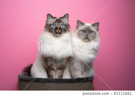 two birman cats sitting side by side on pet bed on pink background two birman cats sitting side by side on pet bed on pink background 83112081