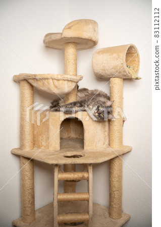 blue tabby maine coon cat resting on scratching post cat tree 83112112