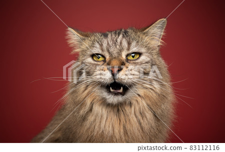 fluffy cat with yellow eyes making funny face meowing on red background fluffy cat with yellow eyes making funny face meowing on red background 83112116