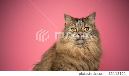 tabby norwegian forest cat with yellow eyes portrait on pink background tabby norwegian forest cat with yellow eyes portrait on pink background 83112121