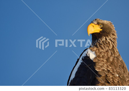 Steller's sea eagle (Hokkaido) I met in Eastern Hokkaido on a sunny day Steller's sea eagle (Hokkaido) I met in Eastern Hokkaido on a sunny day 83113320
