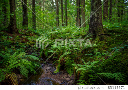 A small stream in the coniferous forest. 83113671