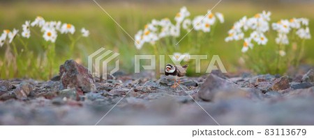 Common ringed plover (Charadrius hiaticula). Common ringed plover (Charadrius hiaticula). 83113679