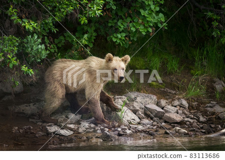 Young brown bear (Ursus arctos) by the river 83113686