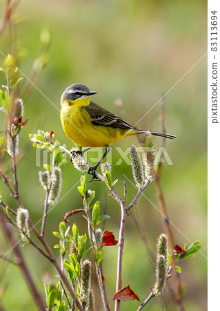 Western yellow wagtail (Motacilla flava) Western yellow wagtail (Motacilla flava) 83113694