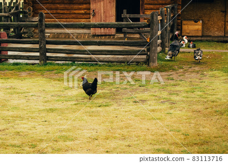Country animals, domestic bird. Chicken, muscovy ducks on the farm 83113716