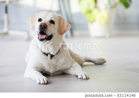 Portrait of White Labrador Dog Indoors 83114146