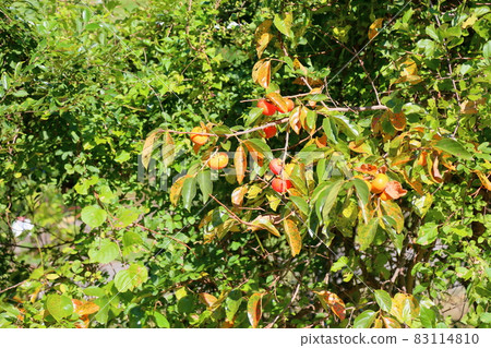 Persimmon nuts Persimmon nuts 83114810