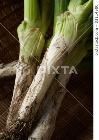 Shimonita洋蔥 83114980