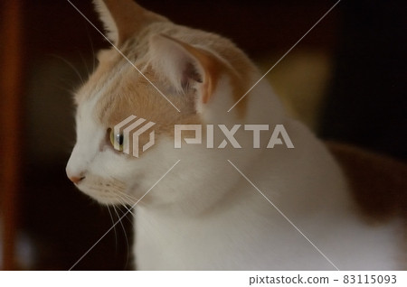 凝視某事的奶油色貓 83115093