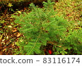 Nature  83116174