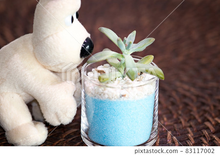 Table photo of succulents, Akirei and stuffed dogs Table photo of succulents, Akirei and stuffed dogs 83117002