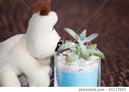 Table photo of succulents, Akirei and stuffed dogs 83117003