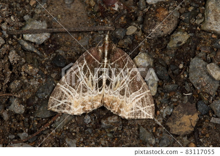 Creatures, insects, sesjinamishaku, graffiti-like patterns. It seems that it will appear in spring and autumn, and this is a spring individual Creatures, insects, sesjinamishaku, graffiti-like patterns. It seems that it will appear in spring and autumn, and this is a spring individual 83117055