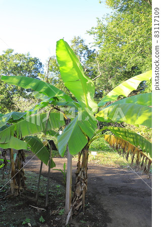 Basho with flowers and fruits Basho with flowers and fruits 83117109