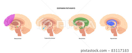 Dopamine pathway concept 83117183
