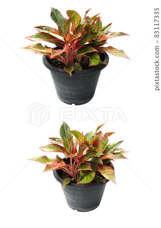 House Plant isolated on white background 83117335