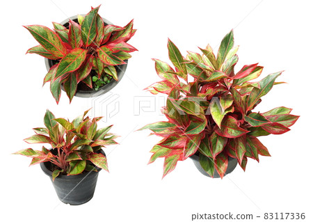 House Plant isolated on white background House Plant isolated on white background 83117336