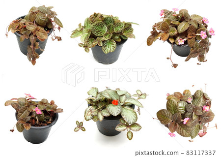 Episcia Cupreata house plants isolated on white background 83117337