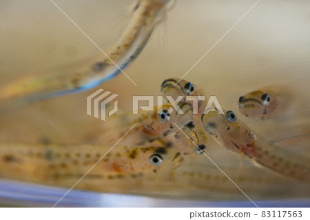 冰蝦虎魚合唱 83117563
