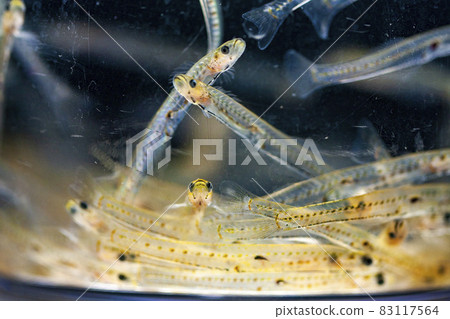 Ice goby chorus 83117564