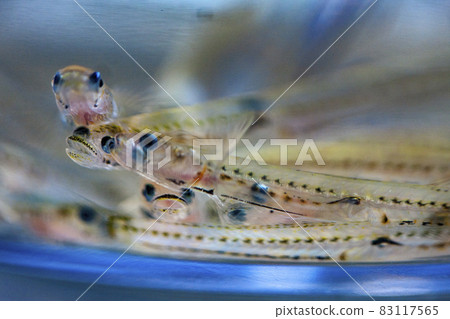 春季特色冰蝦虎魚 83117565