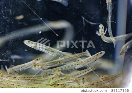 春季特色冰蝦虎魚 春季特色冰蝦虎魚 83117566
