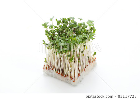 Broccoli Sprout 83117725