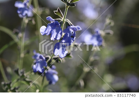 Blue flowers of Salvia azurea blooming in the autumn garden Blue flowers of Salvia azurea blooming in the autumn garden 83117740
