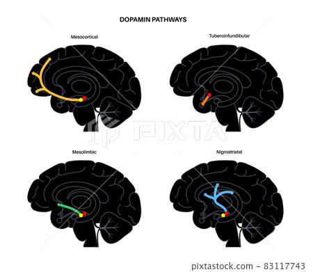 Dopamine pathway concept 83117743