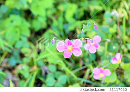 Shuigayuki flower 83117930