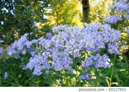 Zion flower 83117931