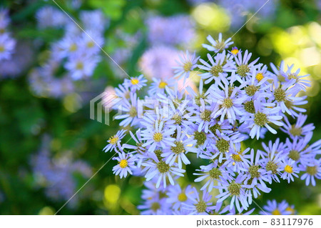 Zion flower 83117976