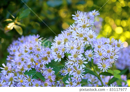 Zion flower 83117977