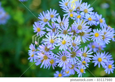 Zion flower 83117980