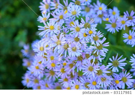 Zion flower Zion flower 83117981