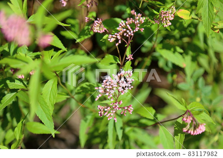 Fuji Bakama Flower 83117982