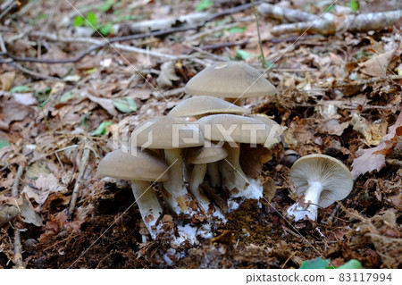 島路澄染 83117994