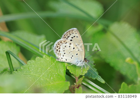 Shijimicho Shijimicho 83118049