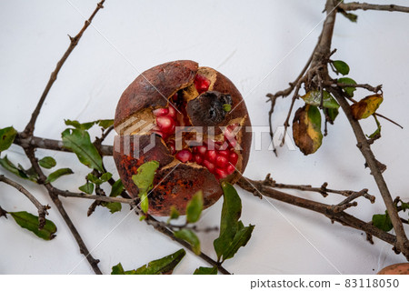 Wild pomegranate 83118050