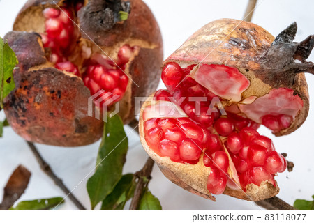 Wild pomegranate Wild pomegranate 83118077