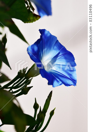 Autumn morning glory Autumn morning glory 83118496